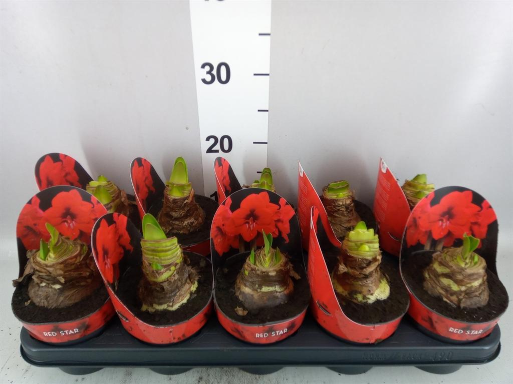 Горшечные цветы и растения оптом Hippeastrum Ga red Star от 10шт из Голландии с доставкой по России