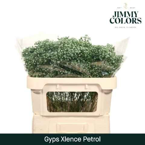 Срезанные цветы оптом Gyps large paint petrol от 75шт из Голландии с доставкой по России