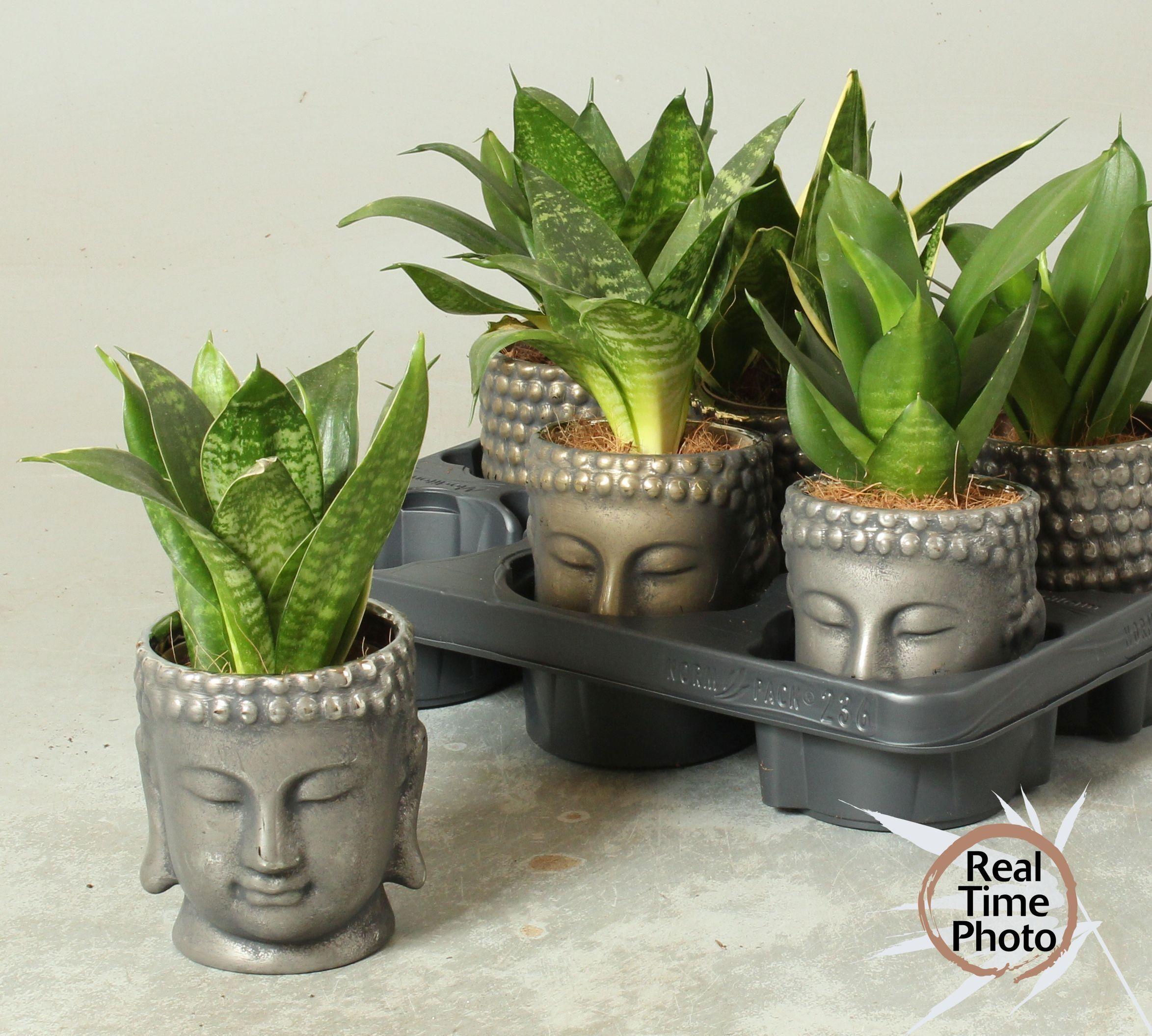 Горшечные цветы и растения оптом Sansev Trifascia Ov от 6шт из Голландии с доставкой по России