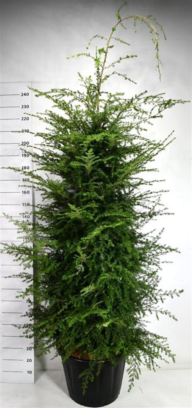 Горшечные цветы и растения оптом Tsuga Heterophylla от 1шт из Голландии с доставкой по России