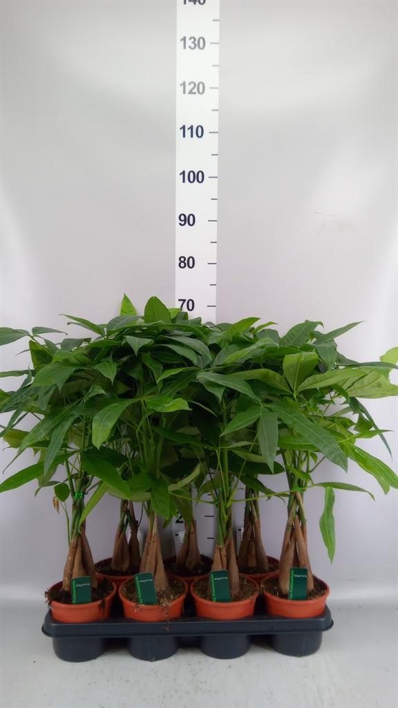 Горшечные цветы и растения оптом Pachira Aquatica Twisted Stem от 7шт из Голландии с доставкой по России