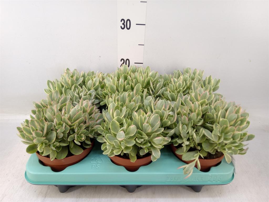 Горшечные цветы и растения оптом Crassula   ... от 6шт из Голландии с доставкой по России