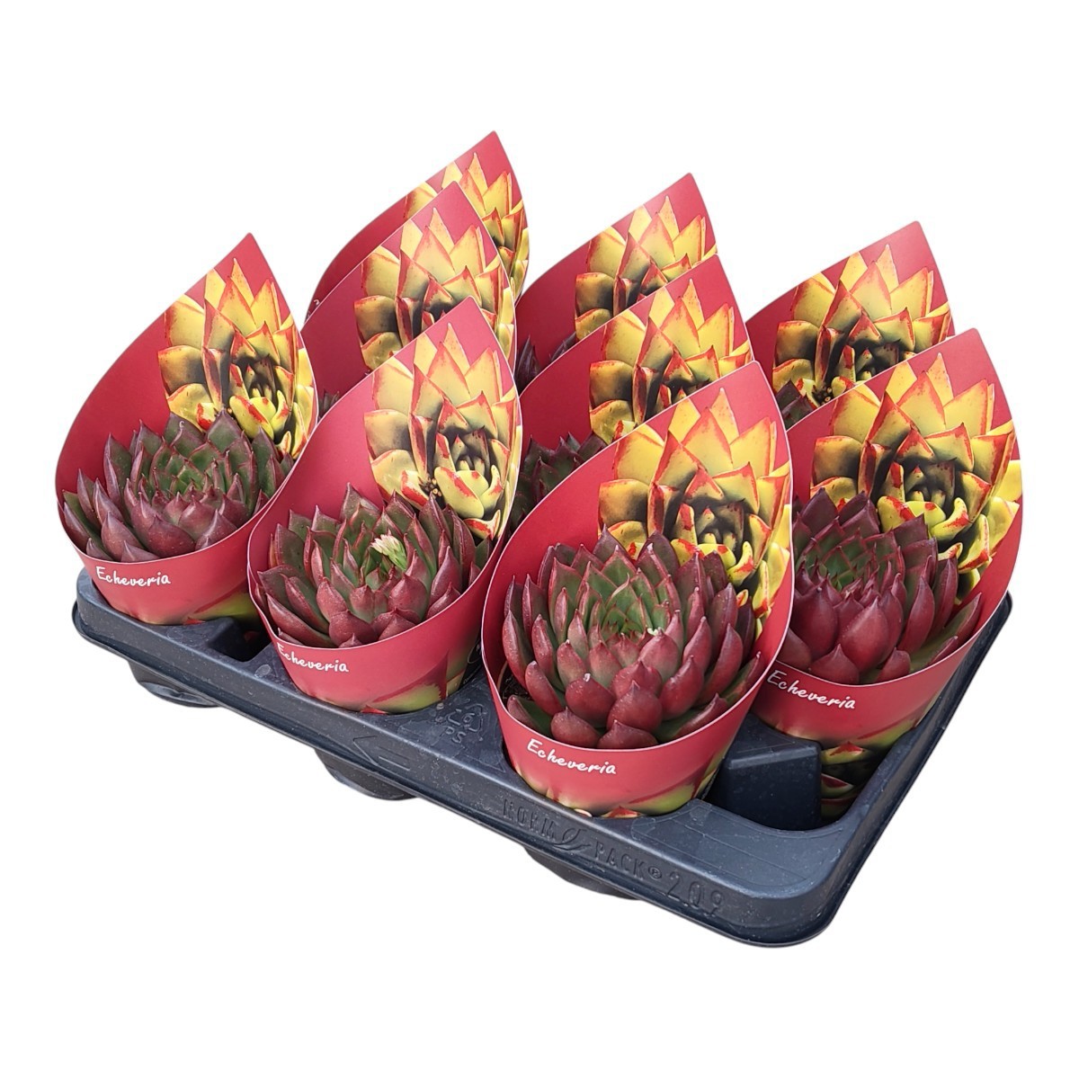 Горшечные цветы и растения оптом Echeveria Agavoides Christmas Potcover от 9шт из Голландии с доставкой по России