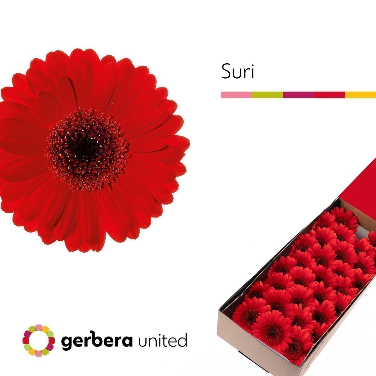 Срезанные цветы оптом Germini suri от 30шт из Голландии с доставкой по России