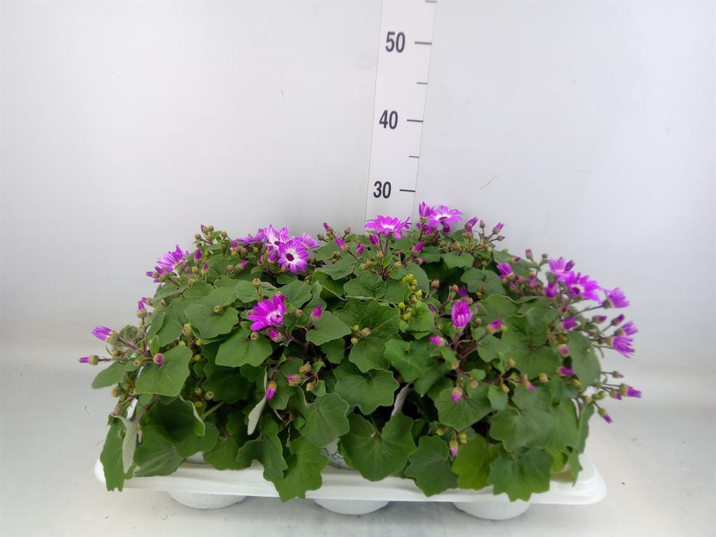 Горшечные цветы и растения оптом Cineraria Magenta Bicolor от 6шт из Голландии с доставкой по России