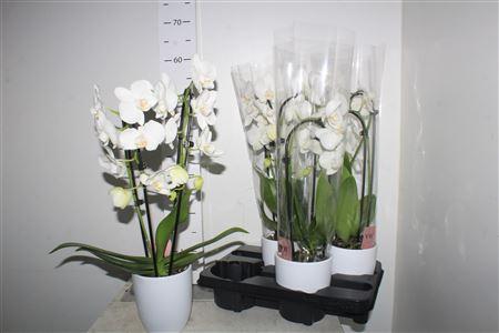Горшечные цветы и растения оптом Phal El Cascade White 2 Branches 14+in Hugo White от 4шт из Голландии с доставкой по России