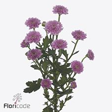 Срезанные цветы оптом Chrys sa miller lavender от 75шт из Голландии с доставкой по России