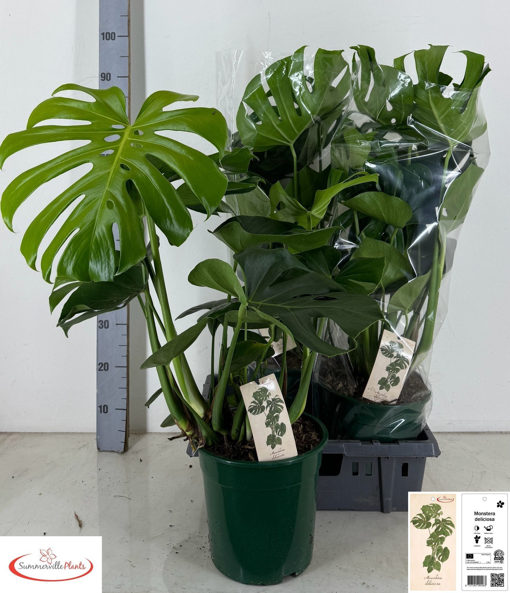 Горшечные цветы и растения оптом Monstera Deliciosa от 3шт из Голландии с доставкой по России