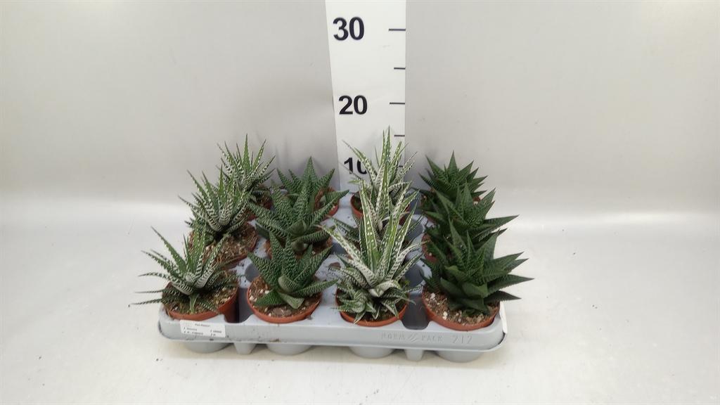 Горшечные цветы и растения оптом Haworthia ...mix от 12шт (для телеги) из Голландии с доставкой по России