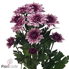 Срезанные цветы оптом Chrys bl pip от 20шт из Голландии с доставкой по России