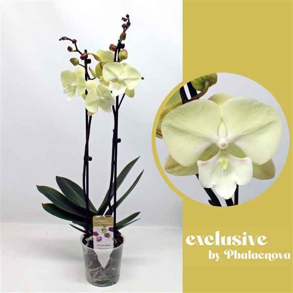 Горшечные цветы и растения оптом Phal 2st Sandra 16+ (phalaenova) от 10шт из Голландии с доставкой по России