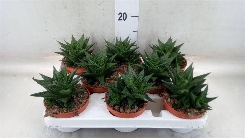 Горшечные цветы и растения оптом Haworthia Limifolia от 8шт из Голландии с доставкой по России
