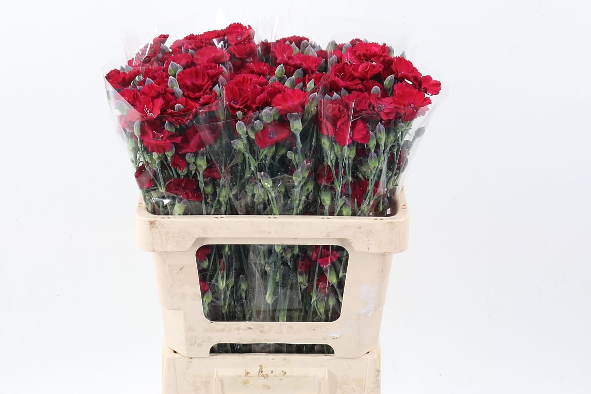 Срезанные цветы оптом Dianthus sp solandis passionfly от 100шт из Голландии с доставкой по России