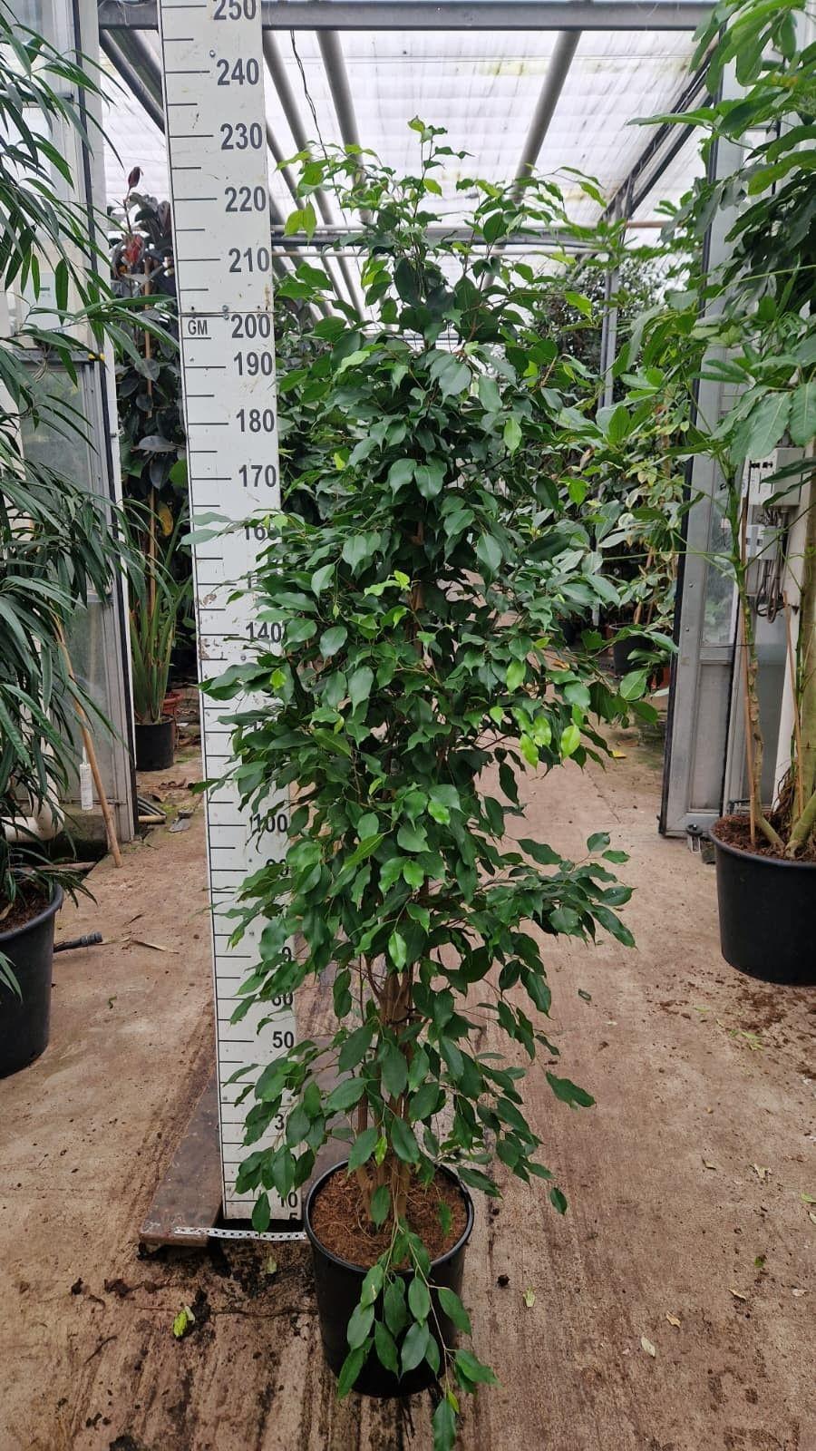 Горшечные цветы и растения оптом Ficus Be Exotica Piramide 200 Xl от 1шт из Голландии с доставкой по России