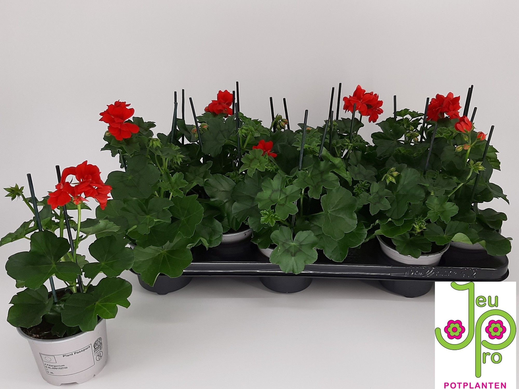 Горшечные цветы и растения оптом Pel Pelt Roy Red от 12шт из Голландии с доставкой по России
