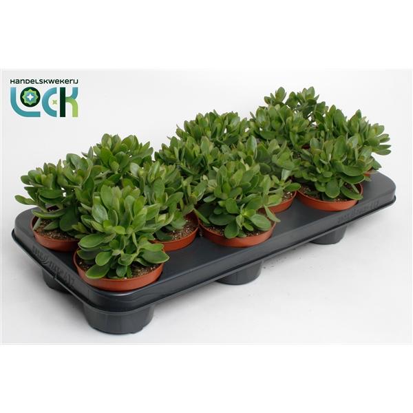 Горшечные цветы и растения оптом Crassula Moneymaker от 9шт из Голландии с доставкой по России