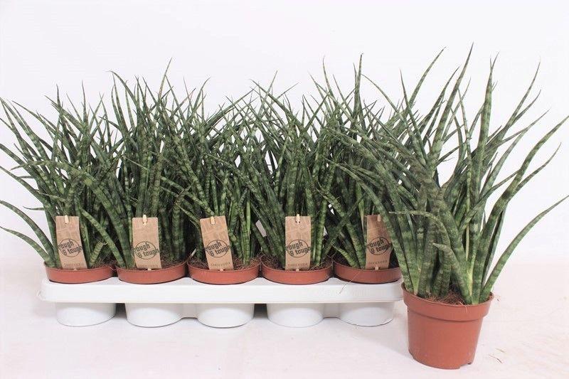 Горшечные цветы и растения оптом Sansevieria Fernwood Punk от 10шт из Голландии с доставкой по России