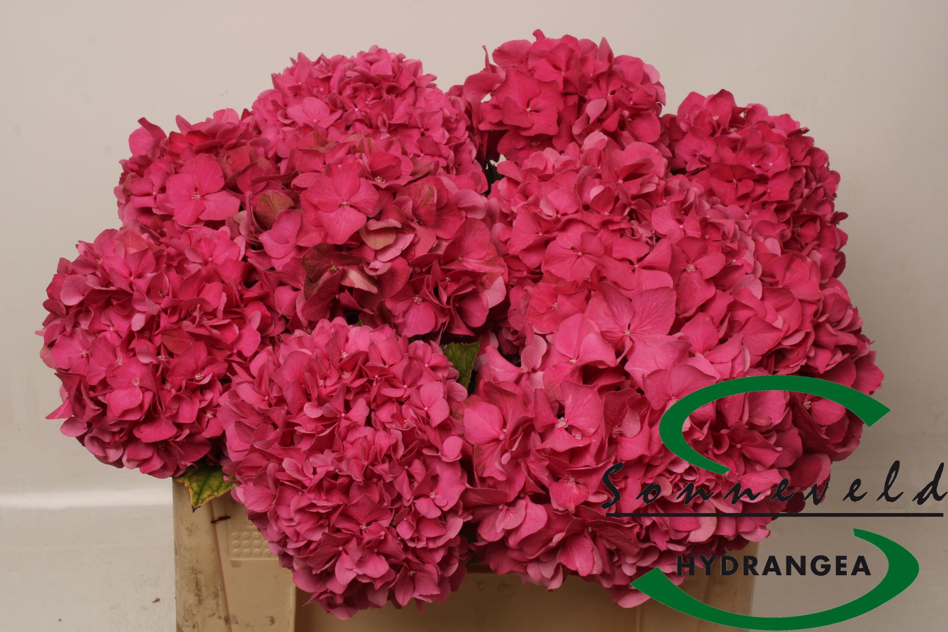Срезанные цветы оптом Hydrangea glowing alps от 10шт из Голландии с доставкой по России