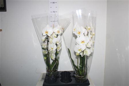 Горшечные цветы и растения оптом Phal El Cascade 2 Branches 16+ от 2шт из Голландии с доставкой по России