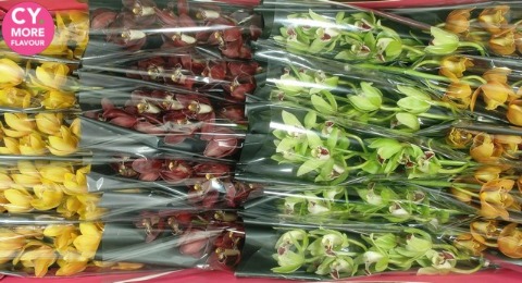 Срезанные цветы оптом Minicymbidium mix autumn от 20шт из Голландии с доставкой по России