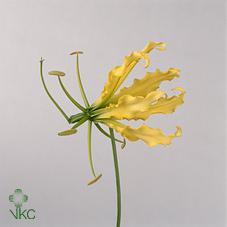 Срезанные цветы оптом Gloriosa lutea от 20шт из Голландии с доставкой по России Срезанные цветы оптом Gloriosa lutea от 20шт из Голландии с доставкой по России