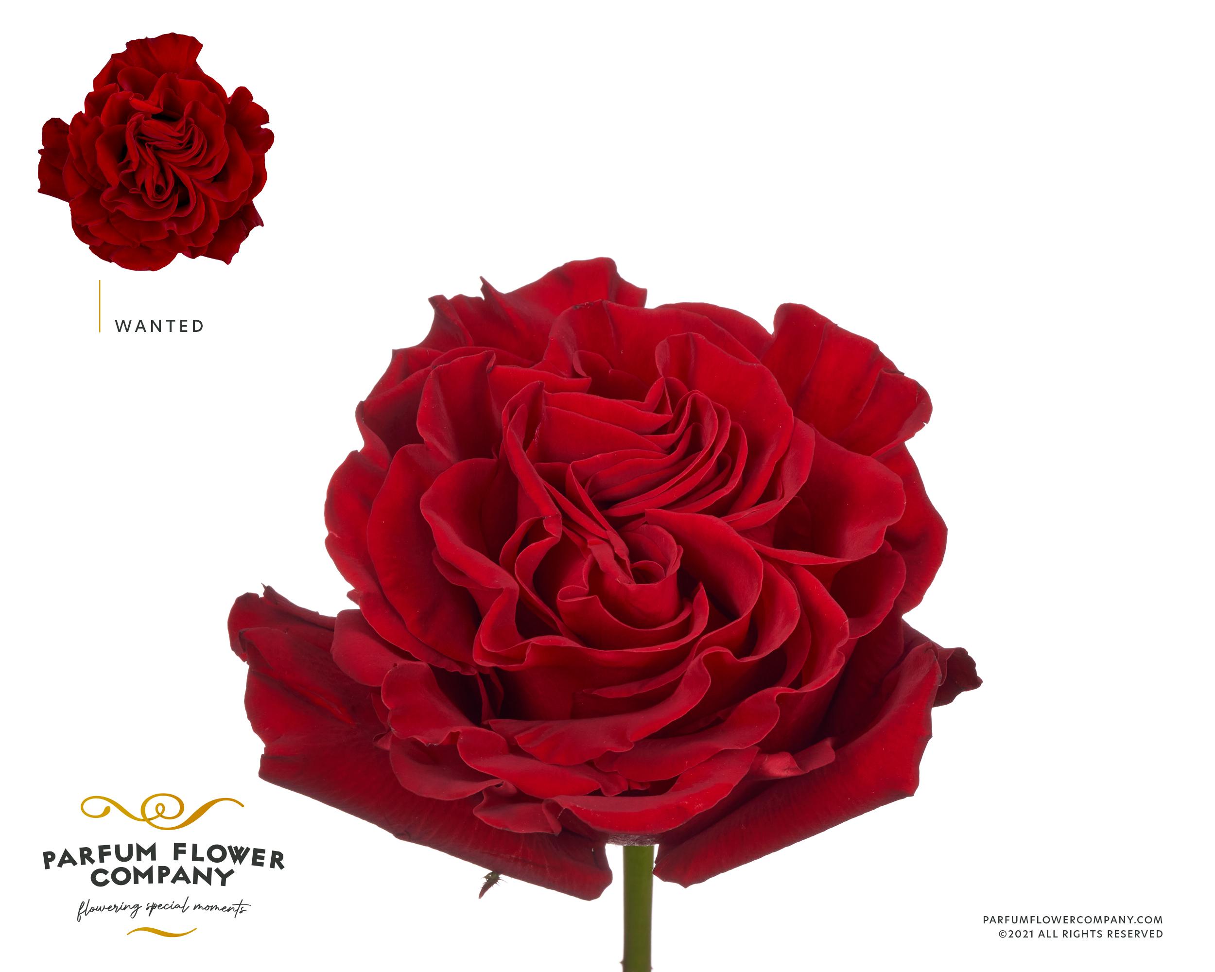 Срезанные цветы оптом Rosa garden wanted от 24шт из Голландии с доставкой по России