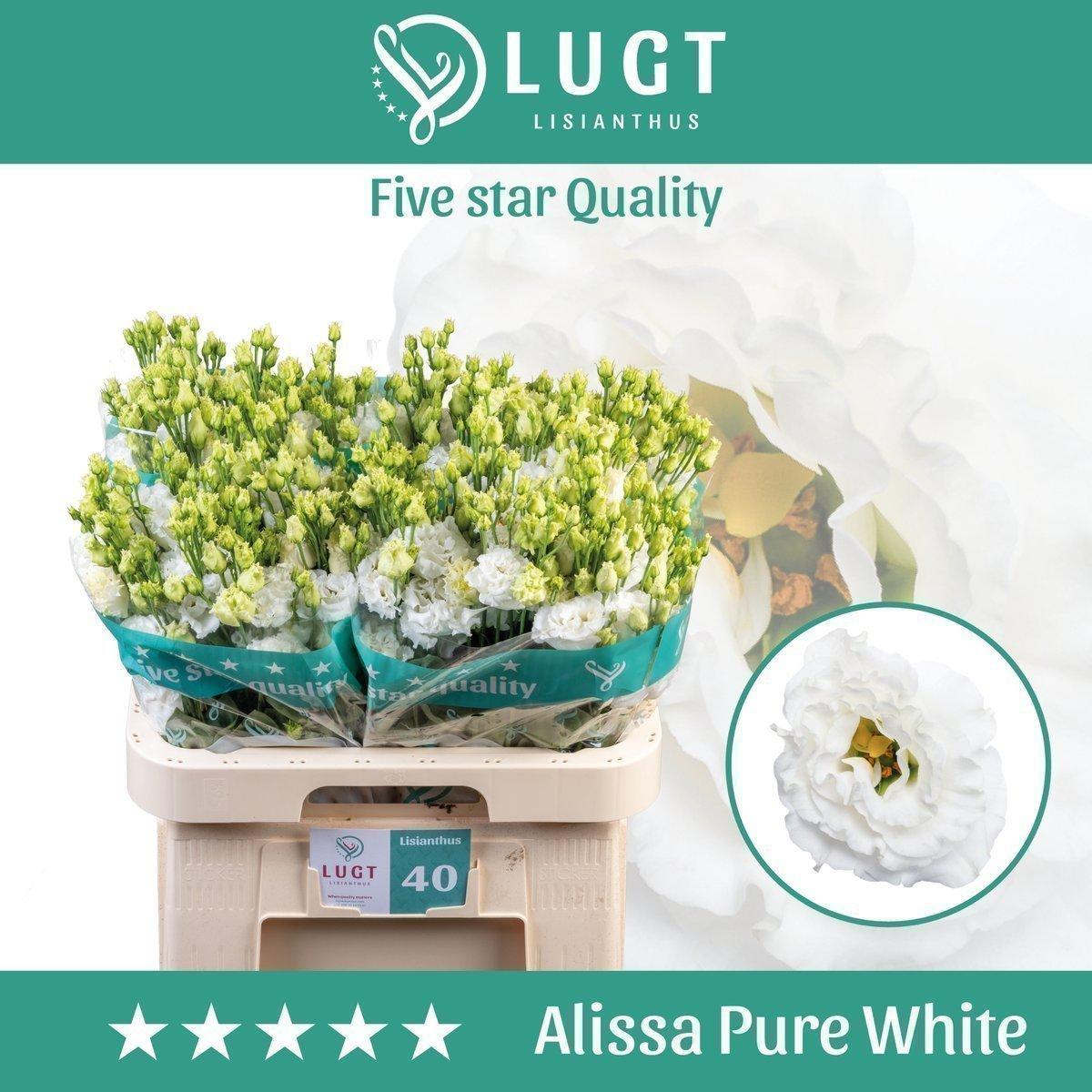 Срезанные цветы оптом Lisianthus do alissa pure white от 40шт...... из Голландии с доставкой по России