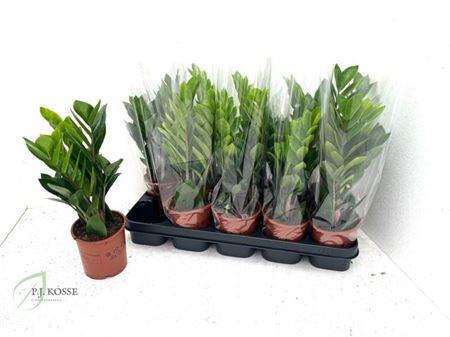 Горшечные цветы и растения оптом Zamio Zamiifolia 3+ от 10шт из Голландии с доставкой по России