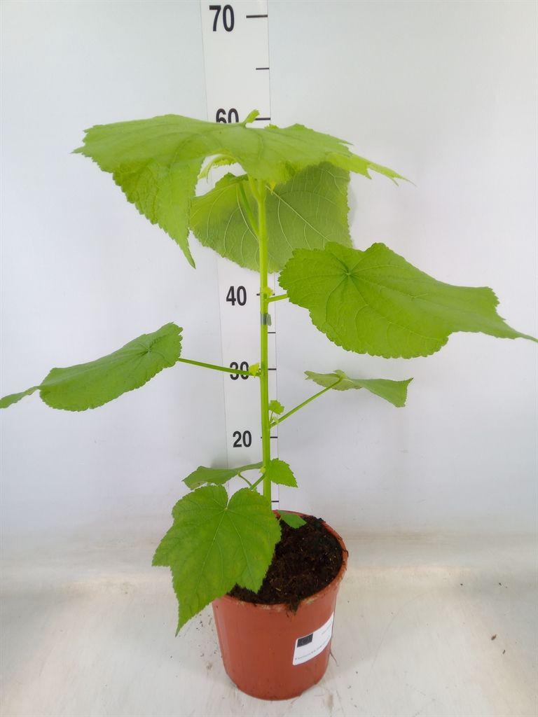 Горшечные цветы и растения оптом Sparrmannia Africana от 1шт из Голландии с доставкой по России