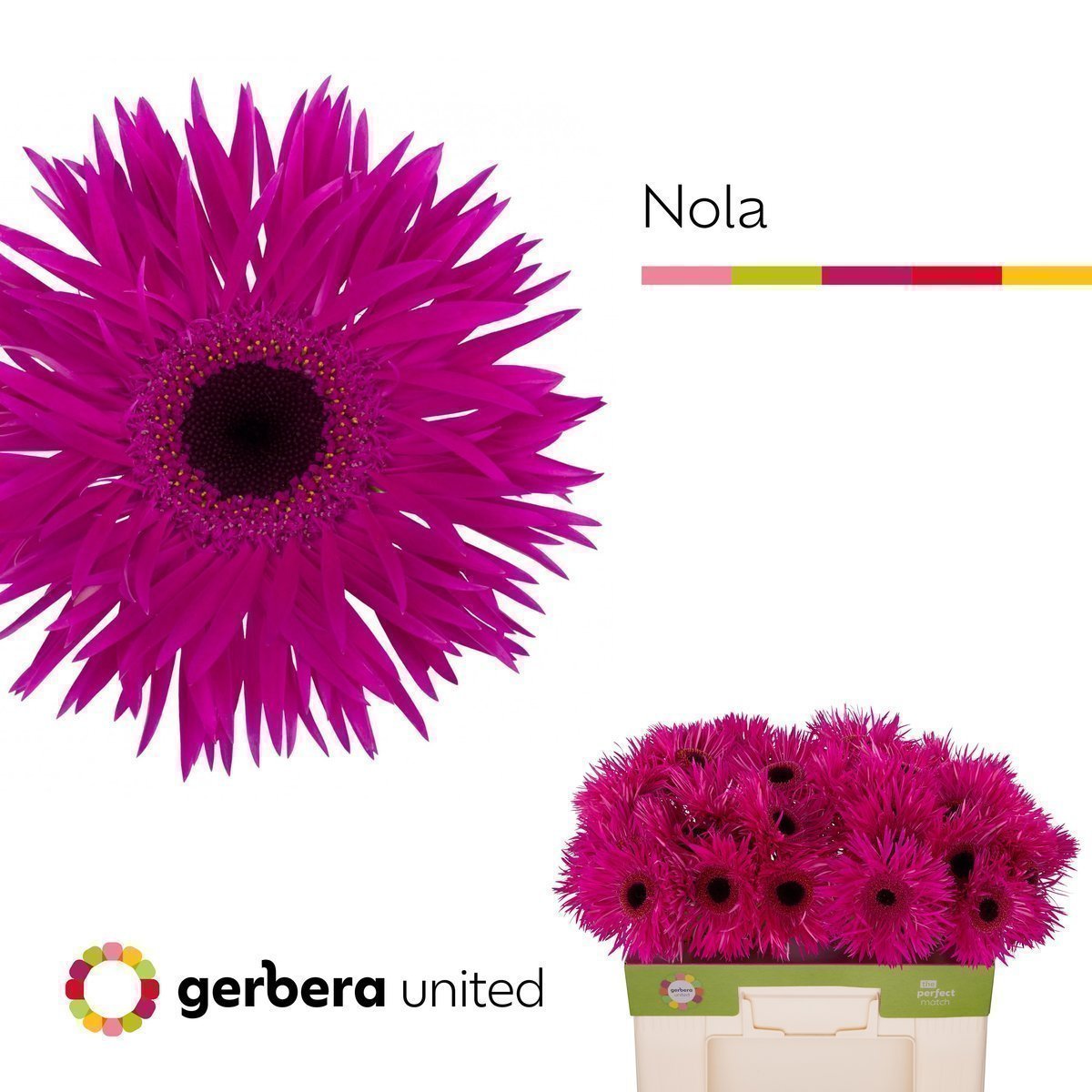 Срезанные цветы оптом Gerbera spider nola от 40шт. из Голландии с доставкой по России