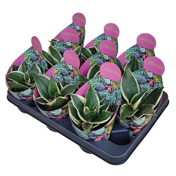 Горшечные цветы и растения оптом Sansevieria Trifasciata Jade Pagoda от 9шт из Голландии с доставкой по России