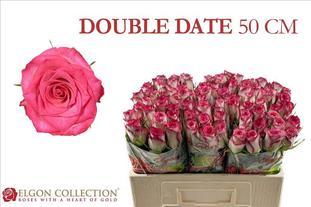 Срезанные цветы оптом Rosa large double date! A от 80шт из Голландии с доставкой по России