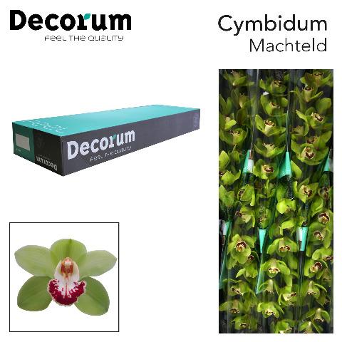 Срезанные цветы оптом Cymbidium green machteld от 9шт из Голландии с доставкой по России