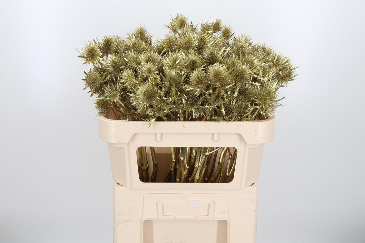 Срезанные цветы оптом Eryngium supernova paint gold от 40шт из Голландии с доставкой по России