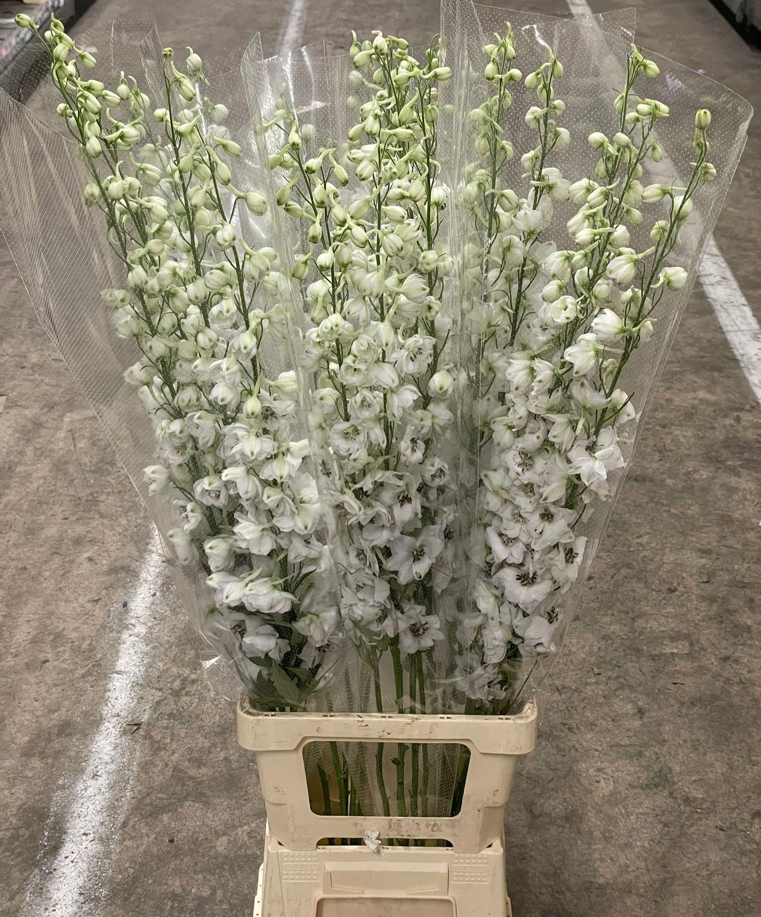 Срезанные цветы оптом Delphinium el du dewi rocket от 25шт из Голландии с доставкой по России