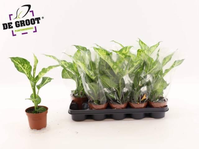 Горшечные цветы и растения оптом Dieff Mars от 10шт из Голландии с доставкой по России