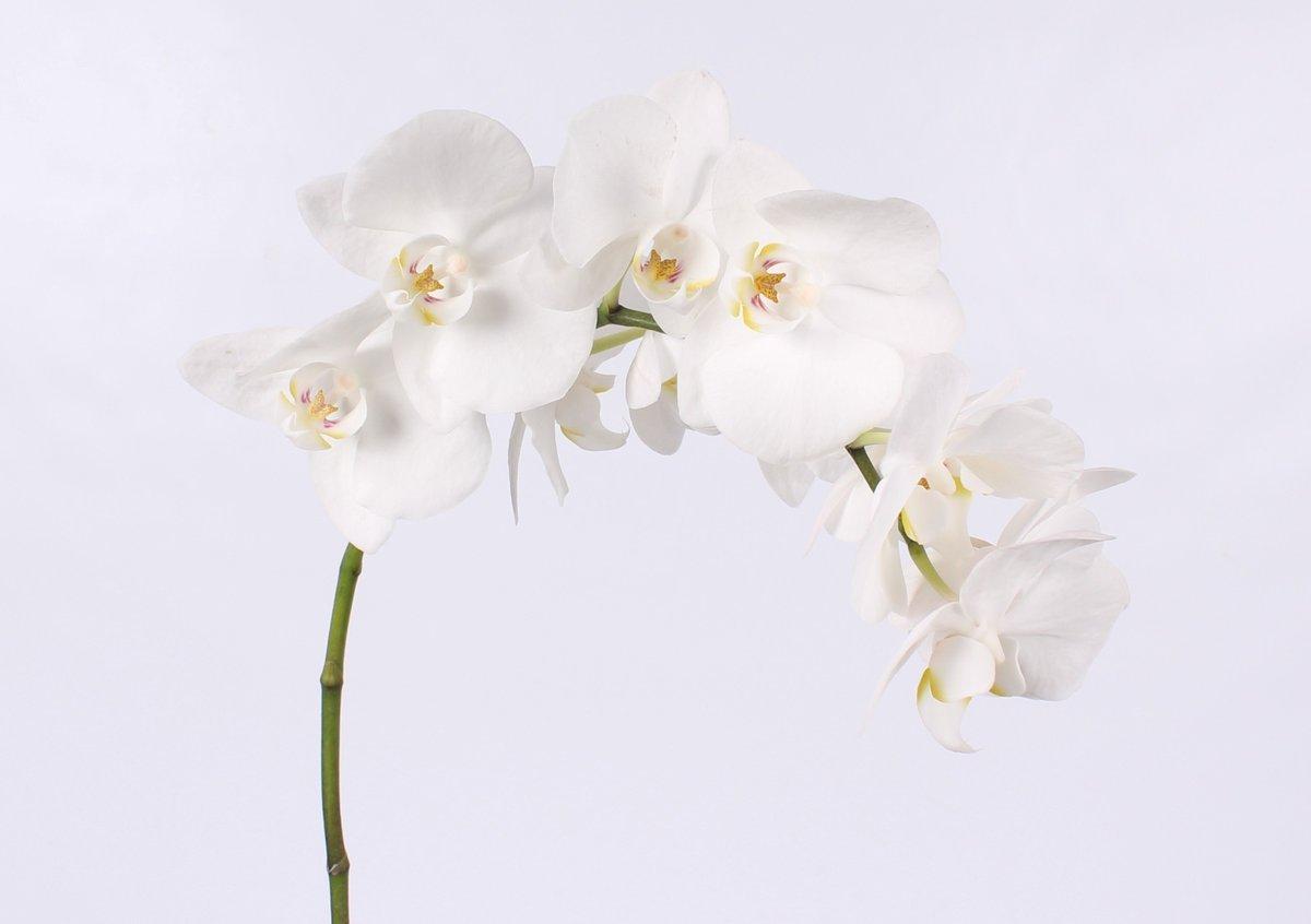 Срезанные цветы оптом Phalaenopsis paisley (perflower) от 25шт из Голландии с доставкой по России Срезанные цветы оптом Phalaenopsis paisley (perflower) от 25шт из Голландии с доставкой по России