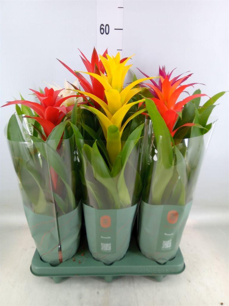 Горшечные цветы и растения оптом Guzmania   ...mix от 6шт из Голландии с доставкой по России