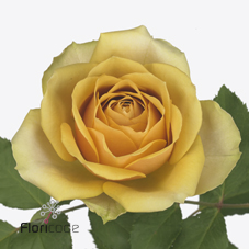 Срезанные цветы оптом Rosa large golden mustard от 80шт из Голландии с доставкой по России