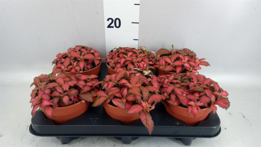 Горшечные цветы и растения оптом Fittonia Verschaf. forest Flame от 6шт из Голландии с доставкой по России