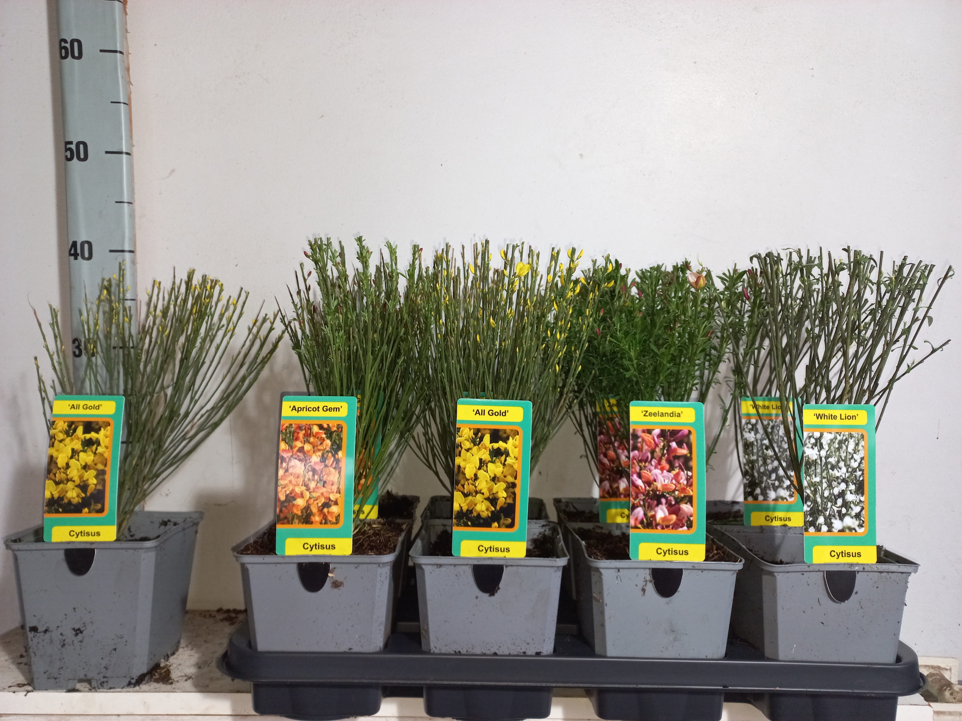 Горшечные цветы и растения оптом Cyti Pr Ov от 8шт из Голландии с доставкой по России