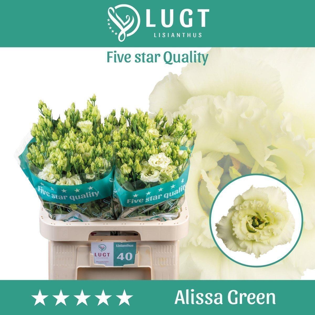 Срезанные цветы оптом Lisianthus do alissa green от 40шт. из Голландии с доставкой по России