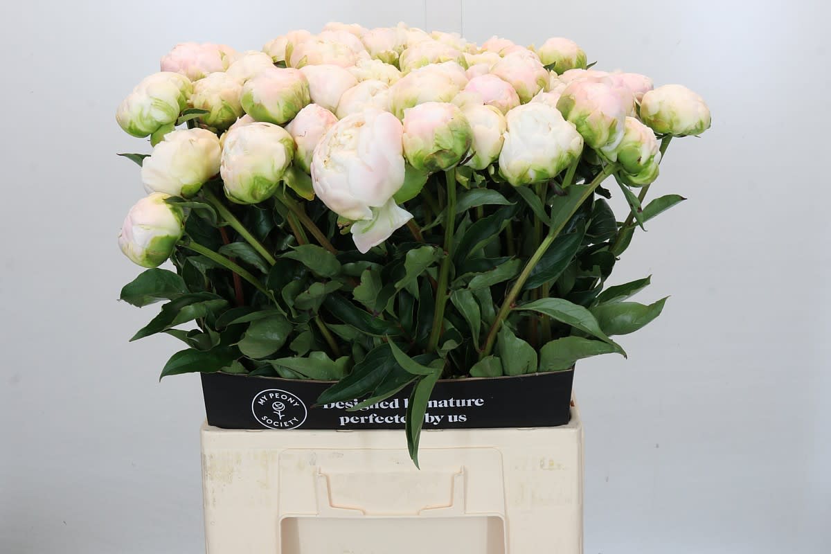 Срезанные цветы оптом Paeonia moon over barrington от 60шт из Голландии с доставкой по России