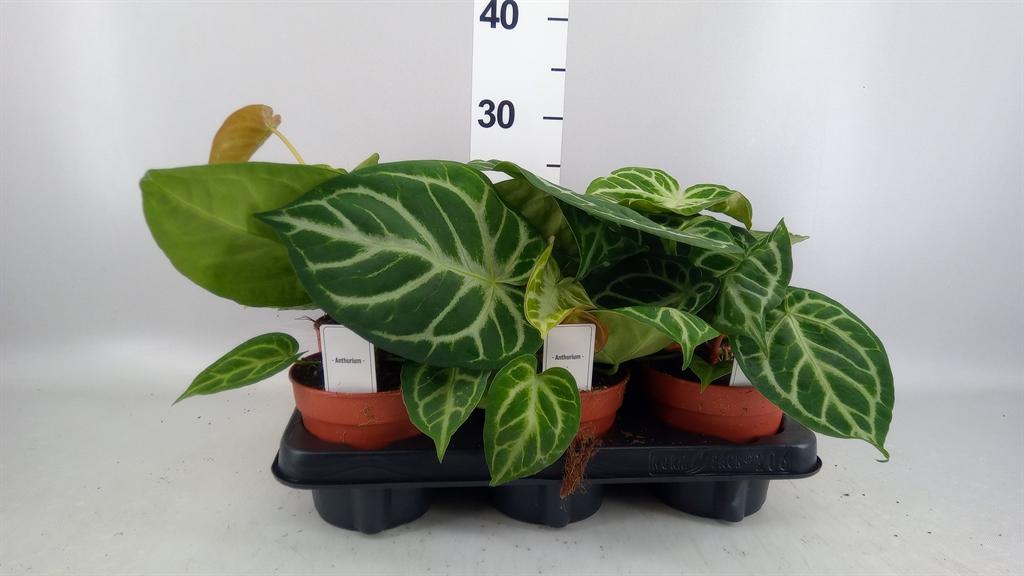 Горшечные цветы и растения оптом Anthurium ... A от 6шт из Голландии с доставкой по России