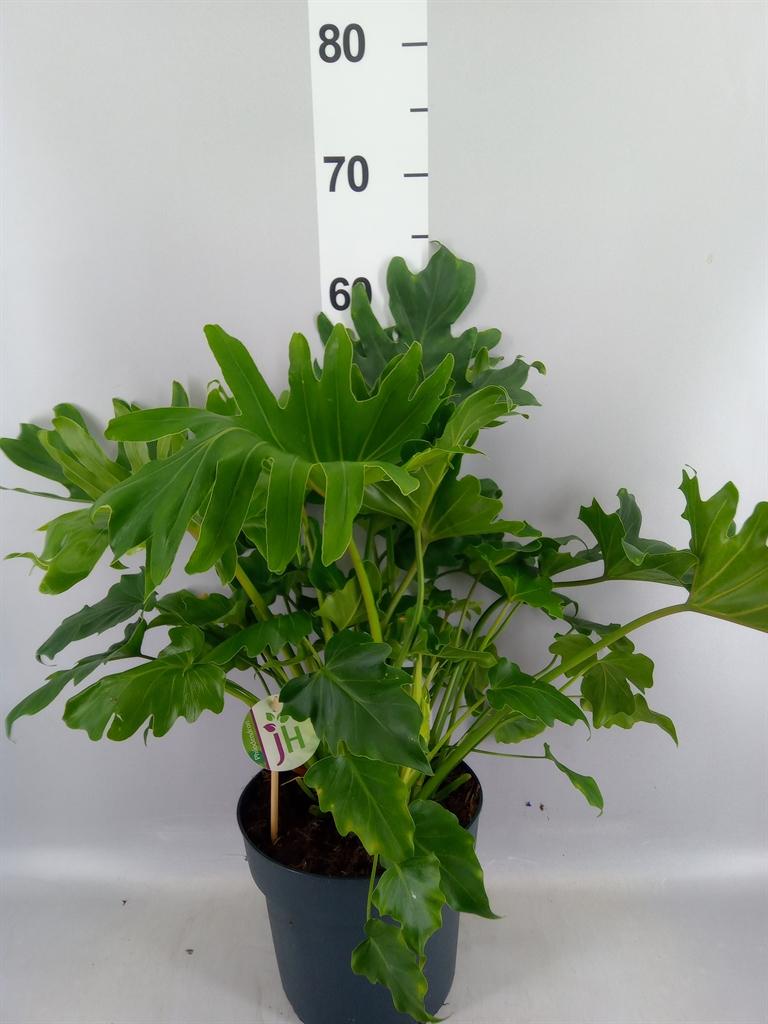 Горшечные цветы и растения оптом Philodendron Bipinn. little Hope от 1шт из Голландии с доставкой по России
