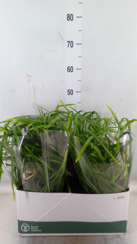 Горшечные цветы и растения оптом Rhipsalis   ... от 5шт из Голландии с доставкой по России