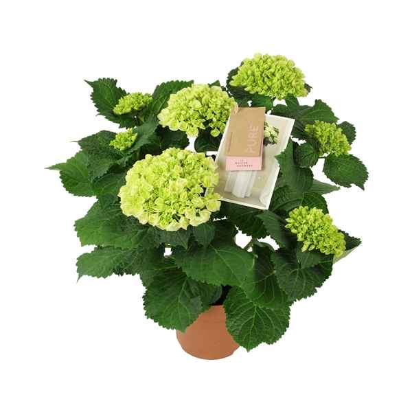 Горшечные цветы и растения оптом Hydrangea Ma Crystal Palace 5+ от 6шт из Голландии с доставкой по России