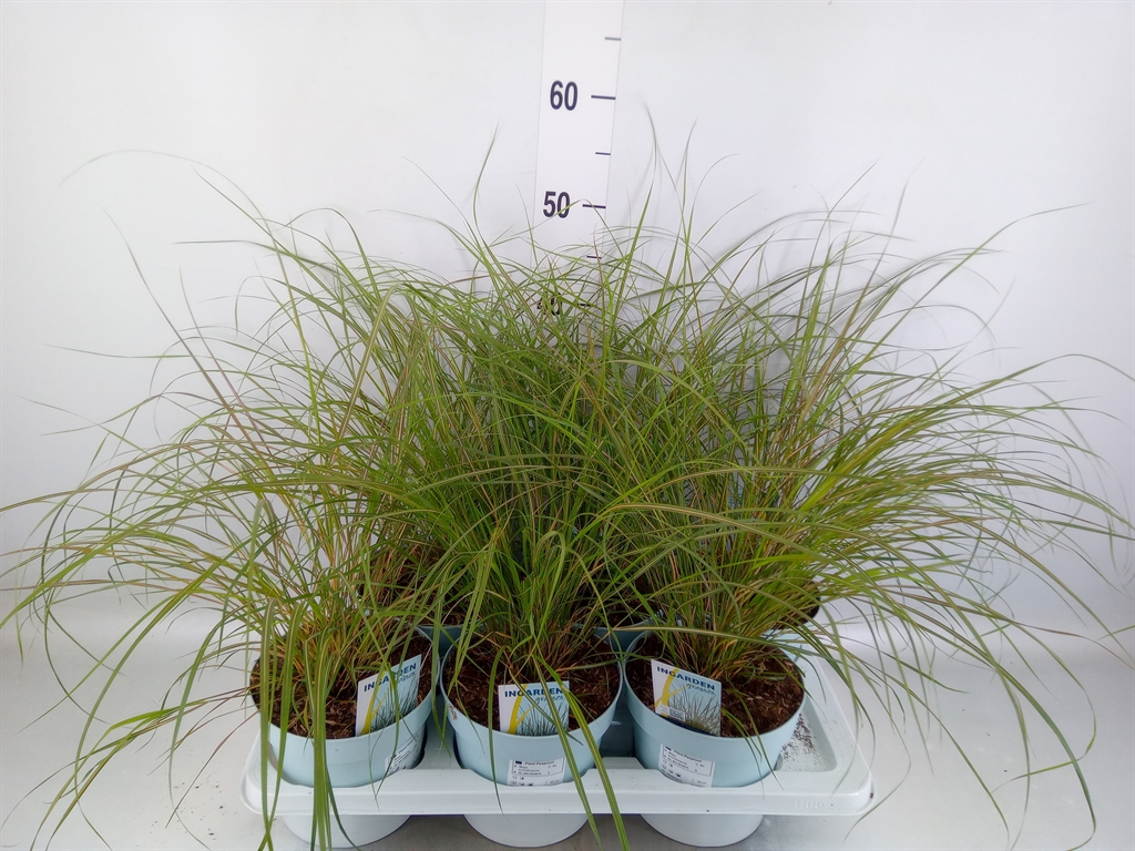 Горшечные цветы и растения оптом Stipa Calamagrostis от 6шт из Голландии с доставкой по России