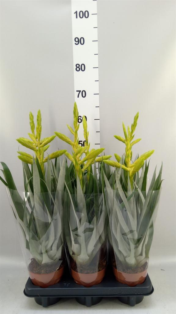Горшечные цветы и растения оптом Tillandsia Oerstediana от 6шт из Голландии с доставкой по России