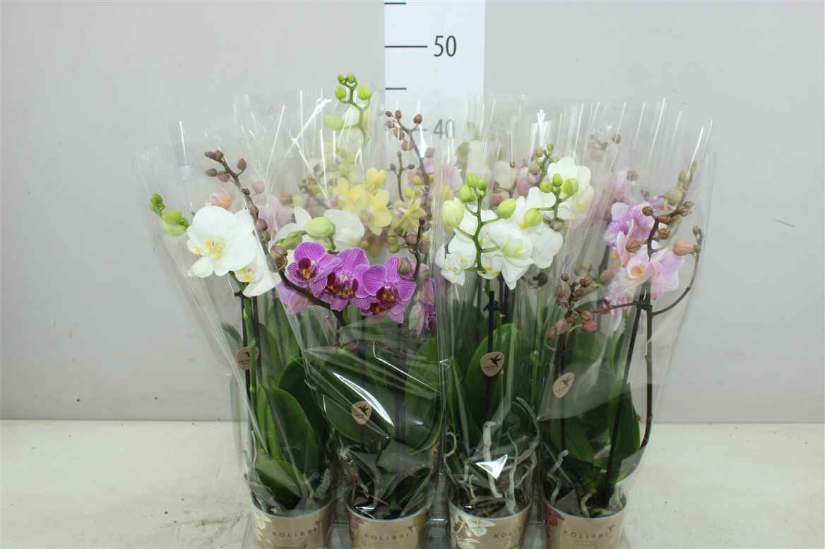 Горшечные цветы и растения оптом Phal Midi Mix 2 Tak от 12шт из Голландии с доставкой по России